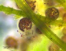 Attēlu rezultāti vaicājumam “Chara intermedia male”