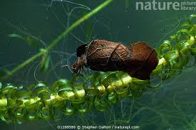 Attēlu rezultāti vaicājumam “Limnephilus larva”