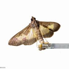 Attēlu rezultāti vaicājumam “Crambidae”