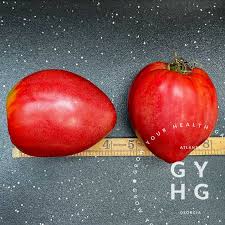 Afbeeldingsresultaat voor erdie family oxheart tomato
