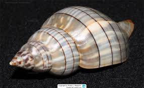 Image result for Cinctura hunteria