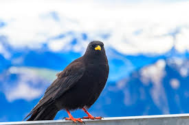 Image result for Pyrrhocorax pyrrhocorax