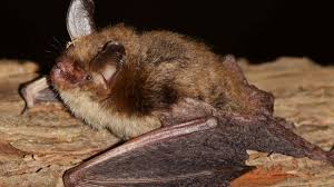 Image result for rosa aquatica