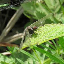 Attēlu rezultāti vaicājumam “Leucorrhinia caudalis”