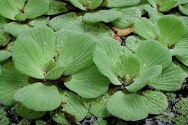 Attēlu rezultāti vaicājumam “Pistia stratiotes”