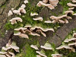 Attēlu rezultāti vaicājumam “Steccherinum bourdotii”