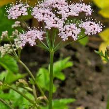 Attēlu rezultāti vaicājumam “Pimpinella saxifraga flower”