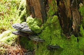 Attēlu rezultāti vaicājumam “Anomodon attenuatus”