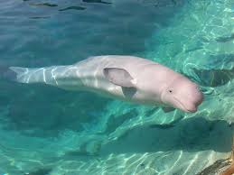 Image result for Delphinapterus leucas