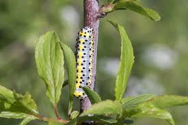 Attēlu rezultāti vaicājumam “Diloba caeruleocephala larva”