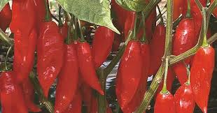 Afbeeldingsresultaat voor paper lantern hot pepper