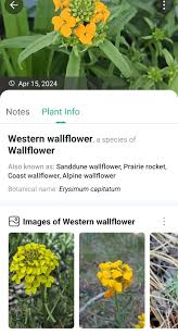 Attēlu rezultāti vaicājumam “Erysimum cheiranthoides flower”