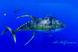 Image result for Thunnus albacares