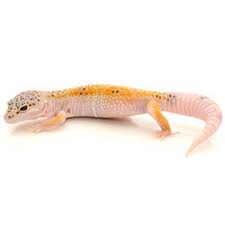 Image result for gravidity leopard gecko