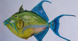 Image result for Balistes vetula