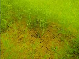 Attēlu rezultāti vaicājumam “Nitella flexilis”