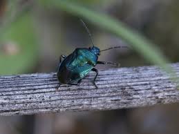 Attēlu rezultāti vaicājumam “Zicrona caerulea”