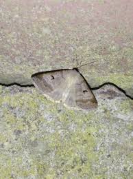 Attēlu rezultāti vaicājumam “Lygephila viciae”