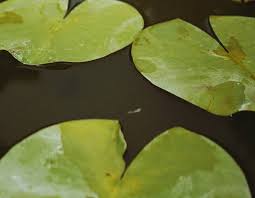 Attēlu rezultāti vaicājumam “Spirodela polyrhiza”