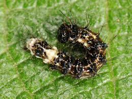 Attēlu rezultāti vaicājumam “Acronicta alni larva”