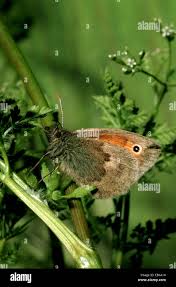 Attēlu rezultāti vaicājumam “Coenonympha hero underside”