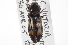 Attēlu rezultāti vaicājumam “Selatosomus cruciatus”