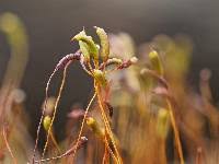 Attēlu rezultāti vaicājumam “Callicladium haldanianum”