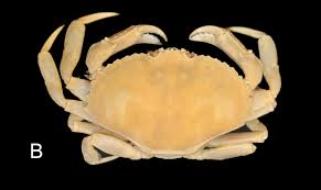 Image result for Cancer irroratus