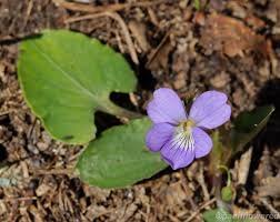 Attēlu rezultāti vaicājumam “Viola epipsila leaf”