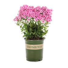 Image result for Phlox paniculata `Sweet Summer`