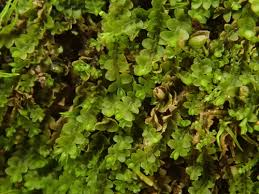 Attēlu rezultāti vaicājumam “Jungermannia leiantha”