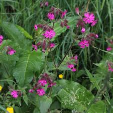 Attēlu rezultāti vaicājumam “Silene tatarica leaf”