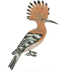 Attēlu rezultāti vaicājumam “Upupa epops”