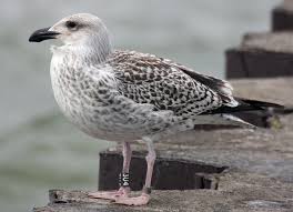 Attēlu rezultāti vaicājumam “Larus marinus”