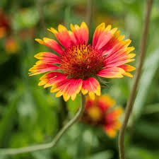 Image result for Gaillardia
