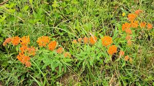 Attēlu rezultāti vaicājumam “Cribraria atrofusca stalked”