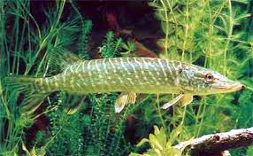 Image result for Esox lucius