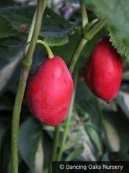 Attēlu rezultāti vaicājumam “Podophyllum hexandrum fruit”