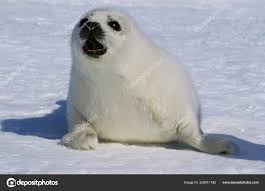 Image result for Pagophilus groenlandicus