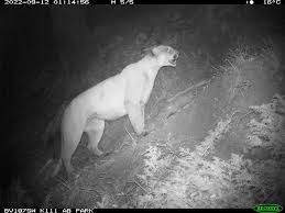 Image result for Craigmount Cougars