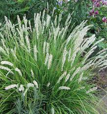 Attēlu rezultāti vaicājumam “Calamagrostis canescens fruit”