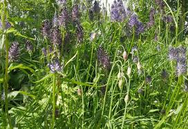 Attēlu rezultāti vaicājumam “Phyteuma spicatum leaf”