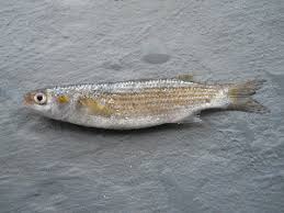 Image result for Chelon tricuspidens