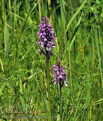 Attēlu rezultāti vaicājumam “Dactylorhiza traunsteineri”