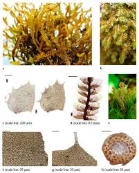 Attēlu rezultāti vaicājumam “Anomodon viticulosus sporophyte”