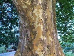 Attēlu rezultāti vaicājumam “Platanus x hispanica (syn. Platanus x acerifolia)”