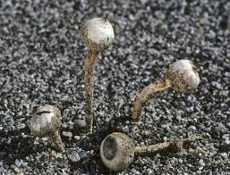 Attēlu rezultāti vaicājumam “Tulostoma fimbriatum”