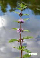 Attēlu rezultāti vaicājumam “Mentha x verticillata”