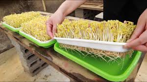 Image result for bean sprout