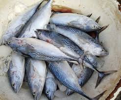 Image result for Euthynnus affinis